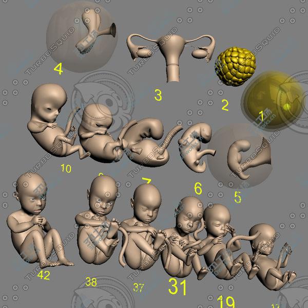 images/goods_img/20210312/Fetus collection - 42 development stages from ovary to newborn/3.jpg